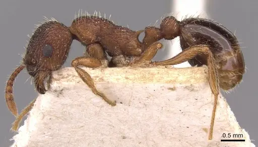 Myrmica jessensis - CASENT0907638