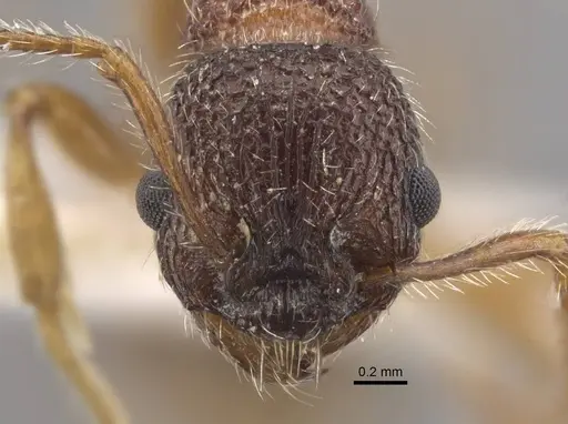 Myrmica jessensis - CASENT0917515