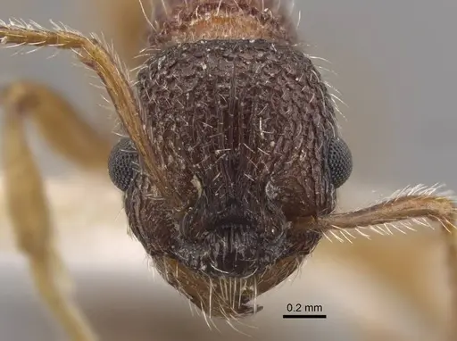 Myrmica jessensis - CASENT0917515