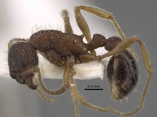 Myrmica jessensis - CASENT0917515