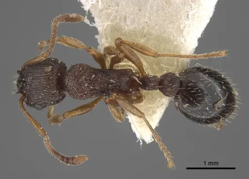 Myrmica kamtschatica specimen