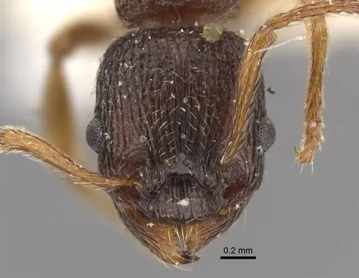 Myrmica kamtschatica specimen