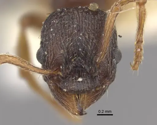 Myrmica kamtschatica specimen
