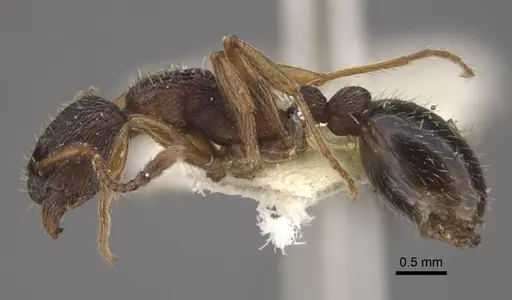 Myrmica kamtschatica - CASENT0917672