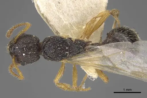 Myrmica kamtschatica - CASENT0917673