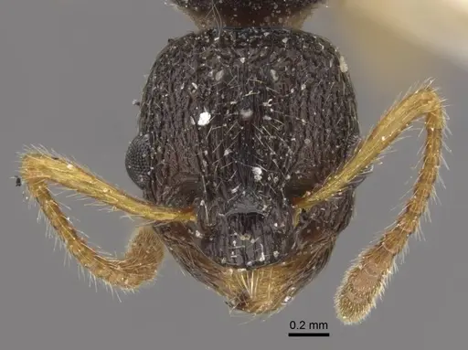 Myrmica kamtschatica - CASENT0917673