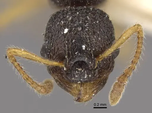 Myrmica kamtschatica - CASENT0917673