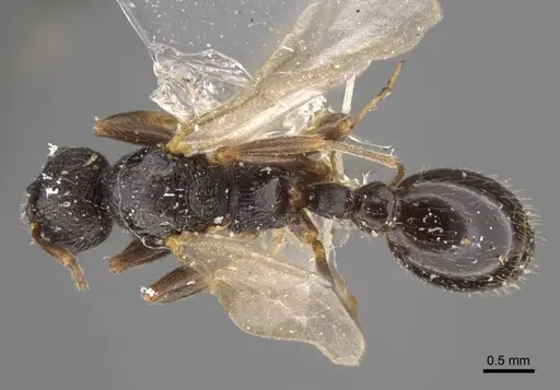 Myrmica kamtschatica - CASENT0917674