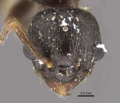 Myrmica kamtschatica - CASENT0917674