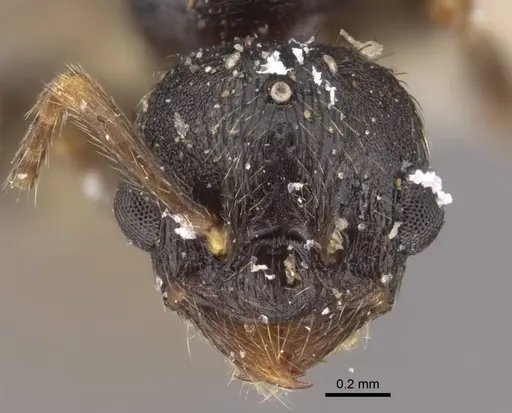 Myrmica kamtschatica - CASENT0917674