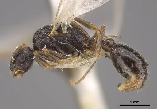 Myrmica kamtschatica - CASENT0917674