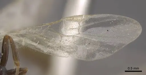 Myrmica kamtschatica - CASENT0917674