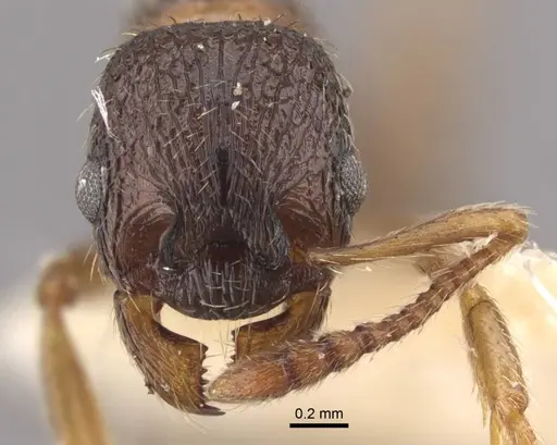 Myrmica kamtschatica - CASENT0917675