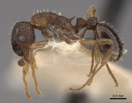 Myrmica kamtschatica - CASENT0917675