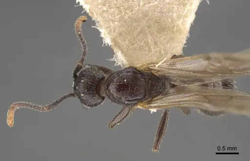 Myrmica kamtschatica - CASENT0917676