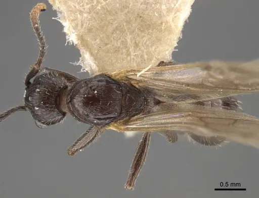 Myrmica kamtschatica - CASENT0917676