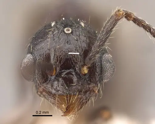 Myrmica kamtschatica - CASENT0917676