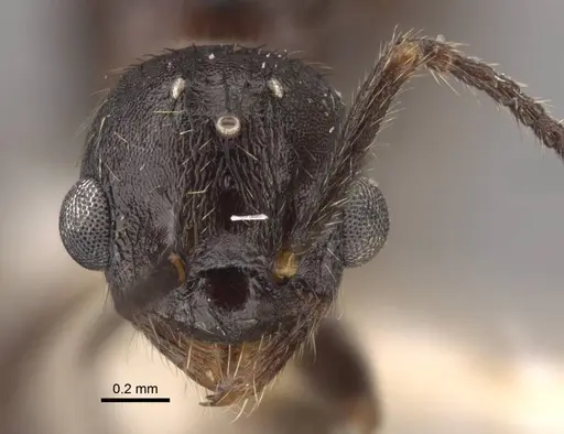 Myrmica kamtschatica - CASENT0917676