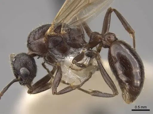 Myrmica kamtschatica - CASENT0917676