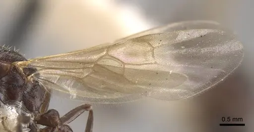 Myrmica kamtschatica - CASENT0917676