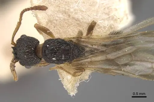 Myrmica kamtschatica - CASENT0917677