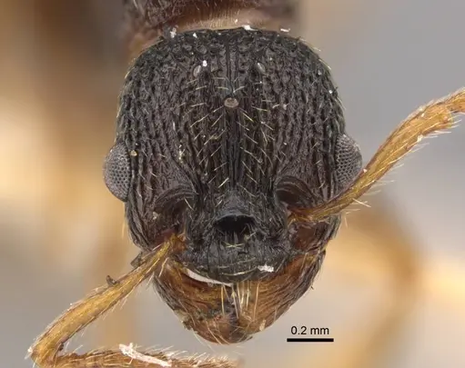 Myrmica kamtschatica - CASENT0917677