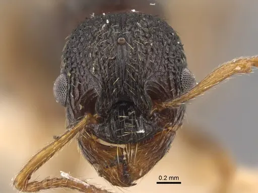 Myrmica kamtschatica - CASENT0917677