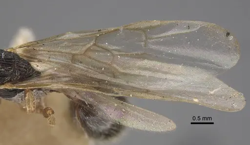 Myrmica kamtschatica - CASENT0917677