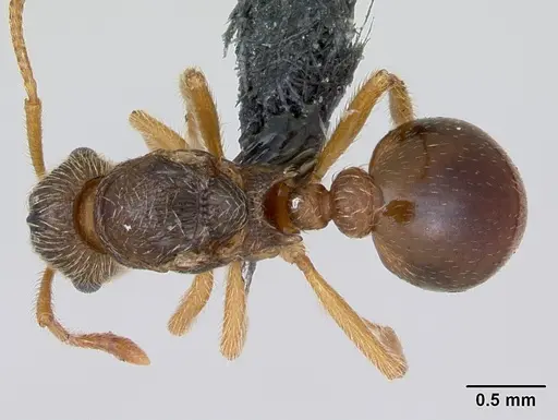 Myrmica karavajevi specimen