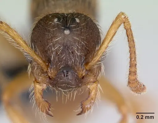 Myrmica karavajevi specimen