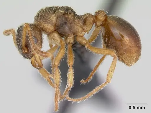 Myrmica karavajevi specimen