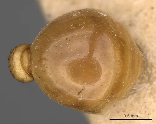 Myrmica karavajevi - CASENT0900286