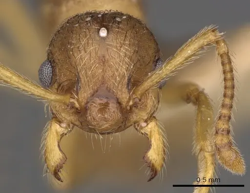 Myrmica karavajevi - CASENT0900286