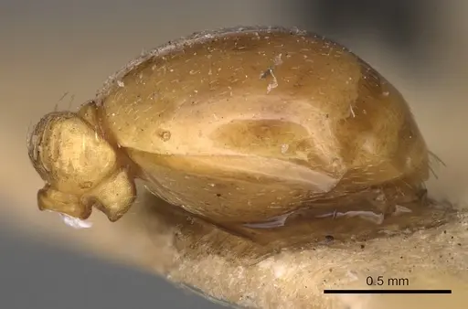 Myrmica karavajevi - CASENT0900286