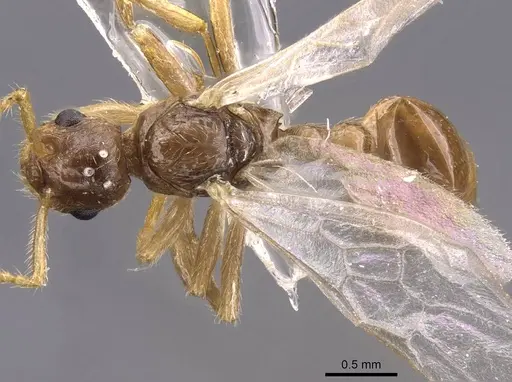 Myrmica karavajevi - CASENT0907568