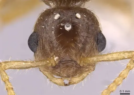 Myrmica karavajevi - CASENT0907568