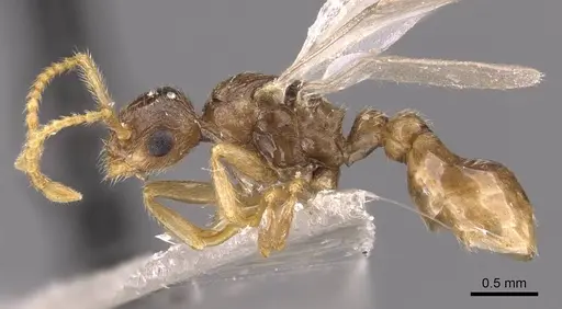 Myrmica karavajevi - CASENT0907568