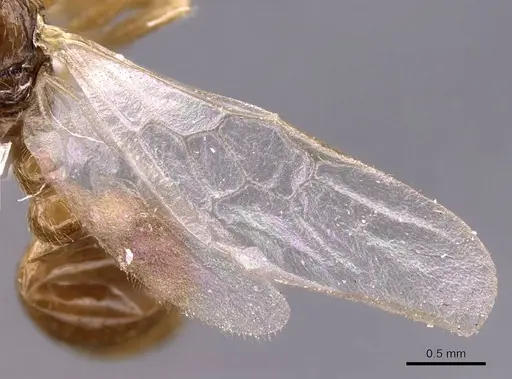 Myrmica karavajevi - CASENT0907568