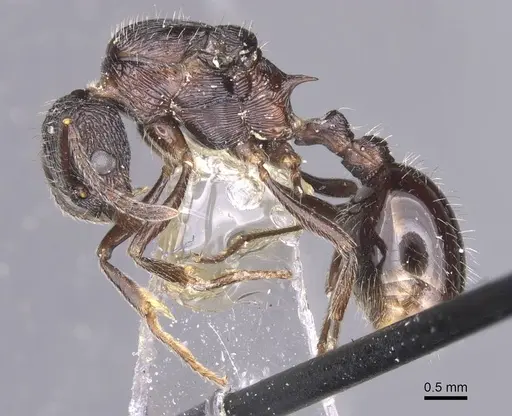 Myrmica karavajevi - CASENT0913087