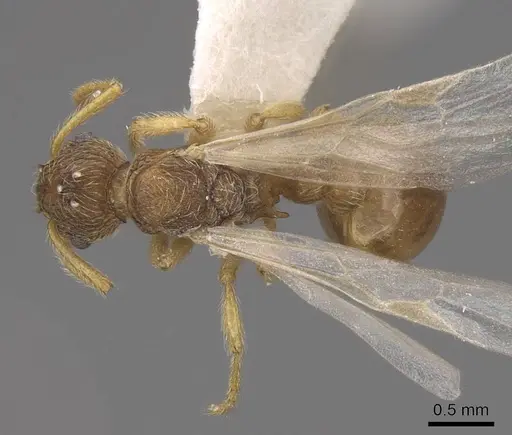Myrmica karavajevi - CASENT0922790