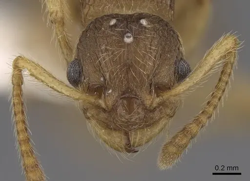 Myrmica karavajevi - CASENT0922790