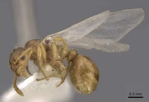 Myrmica karavajevi - CASENT0922790