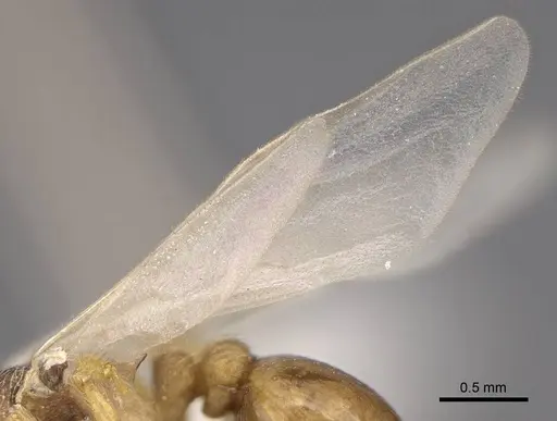 Myrmica karavajevi - CASENT0922790