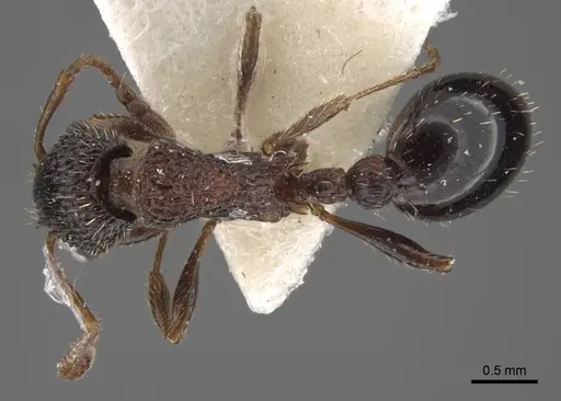 Myrmica kasczenkoi specimen
