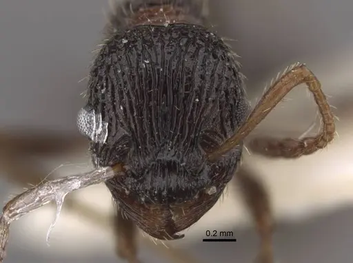 Myrmica kasczenkoi specimen