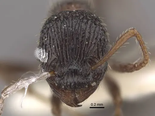 Myrmica kasczenkoi specimen