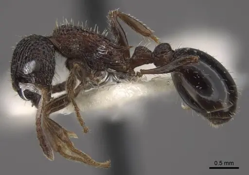 Myrmica kasczenkoi - CASENT0917667