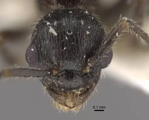 Myrmica kasczenkoi - CASENT0917668