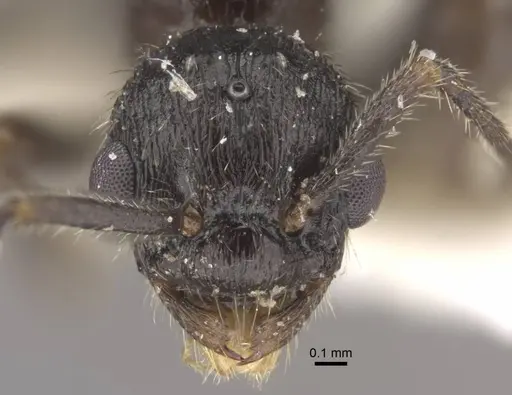 Myrmica kasczenkoi - CASENT0917668