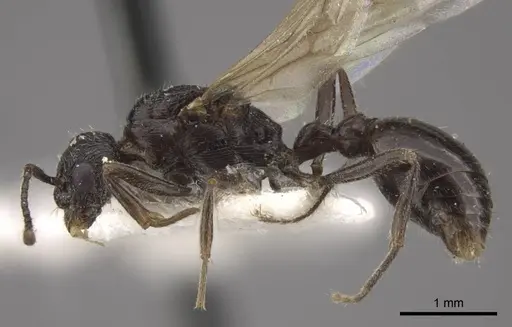 Myrmica kasczenkoi - CASENT0917668